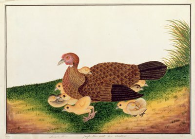 Jangle Hen with her chickens, from Drawings of Birds from Malacca, c.1805-18 by Chinese School